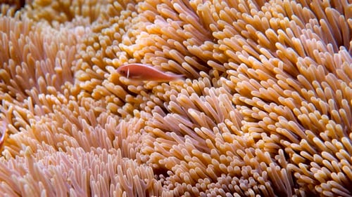 Wonderful and Beautiful Underwater World with Corals and Tropical Fish Red Sea