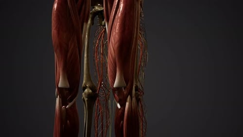 Detailed 3D Human Anatomy Model Rotating Reveal
