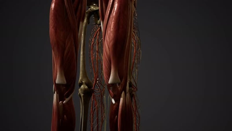 Animated 3D Human Anatomy Systems Rotating Medical Display ...