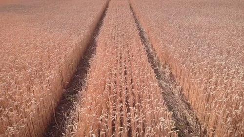 Traces of tractor wheels on wheat field