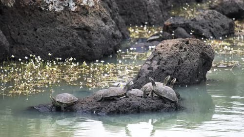 Wasserschildkröte