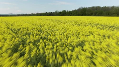 Aerial View: Fast Flight. Yellow Canola Field. Field of Blooming Rapeseed Aerial View. Yellow