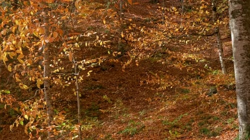 Autumn Forest Scene with Colorful Falling Leaves