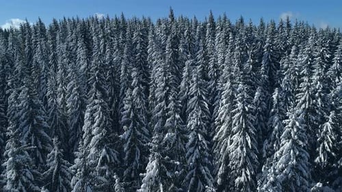 Vertical Pan Shot of a Snowy Forest Winter Mountain Landscape Carpathian Mountains