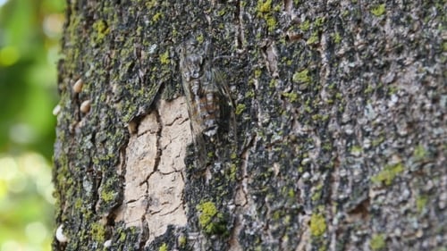 Chirring cigarra en el árbol