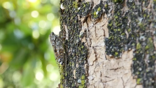 Cicada Sits on Mossy Tree Trunk