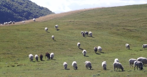 Flock Of Sheep On Green Grass