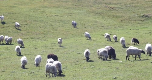 Schafherde auf grünem Gras