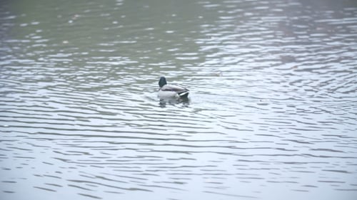 Ducks Swimming In Swamp In Summer Or Autumn, , Garganey
