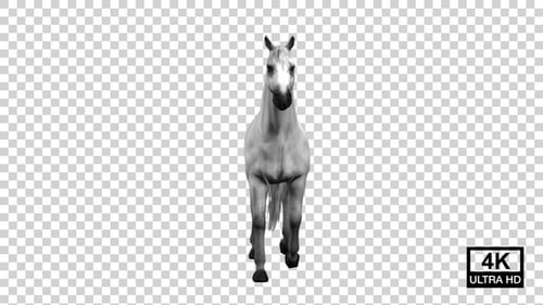 Horse Walking Front View