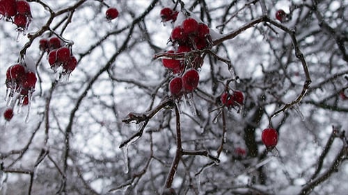 Forêt d'hiver