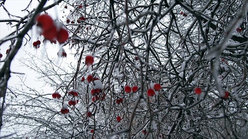 Winter Forest