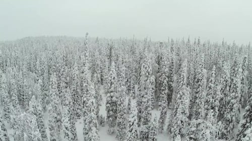 Snowy Aerial View of an Evergreen Forest in Winter