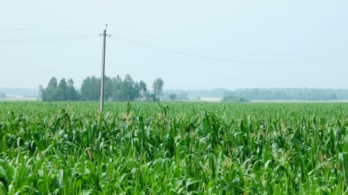 Cornfield. Large Field of Young Corn. Countryside Landscape. Rural Agriculture Background. Russia.