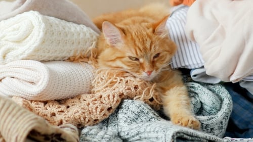 Un
mignon chat roux dort sur une pile de vêtements tricotés. Les pulls et écharpes tricotés chauds sont pliés