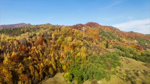 Autumn Colored Forest