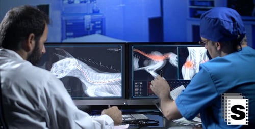Veterinarians Examining Cat X-Ray in Hospital Lab