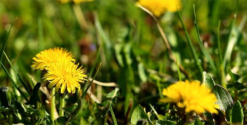 Green Grass And Spring Flowers