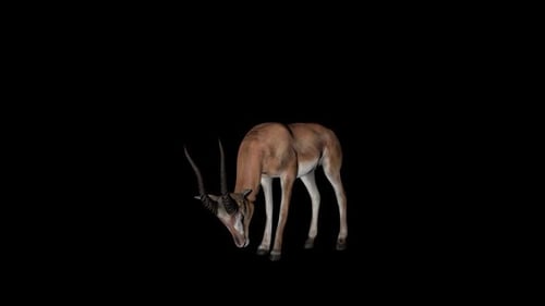 Gazelle, Ansicht von vorne nach Osten