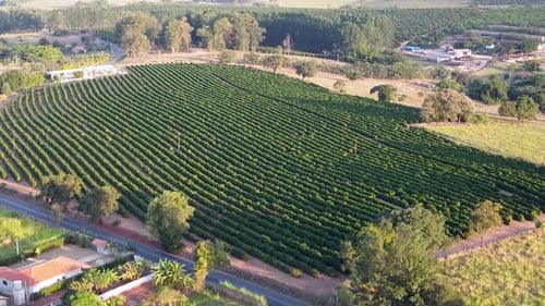 Aerial View of Green Crops in Rural Landscape