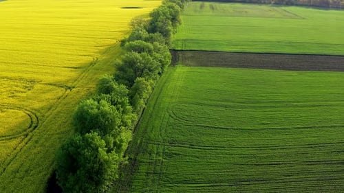 Low quadcopter flight over a field of yellow flowering rapeseed. Green field.