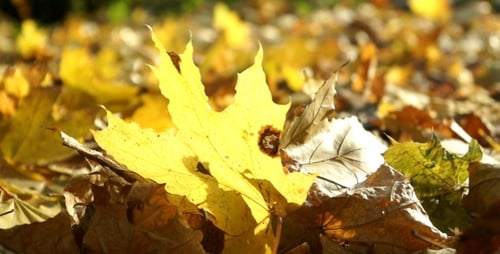 Autumn Leaves Nature Wind 2