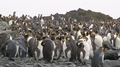 King Penguin (Aptenodytes patagonicus) colony packed together on coastline of Macquarie Island, Ross