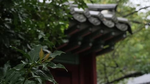 An old tree covered with raindrops and an old rainy landscape in Korea.