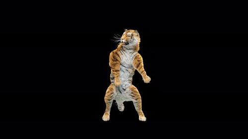 Tiger Tanzen 4K