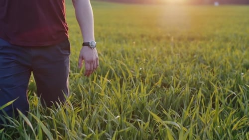 of Lovers Taking Each Other By the Hand. Man and Woman Walk in Long Grass at Sunset. , Steadicam