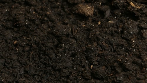 Cultiver des plants de concombre vert Agriculture