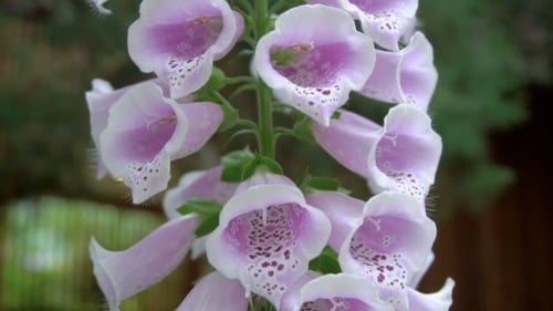 Close-up of Blooming Purple Foxglove Flowers