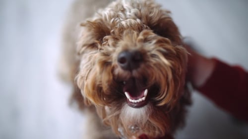 Mädchen streichelt lockigen Hund, lächelnder Hund, Labradoodle schaut in die Kamera