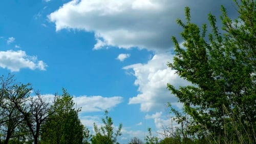 Clip of White Fluffy Clouds Over Blue Sky. Beautiful Cloudscape Before Storm. Tree Branches Sway