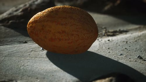 Desert Melone am Sandstrand