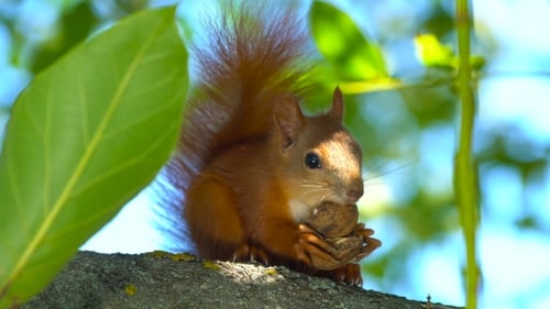 Squirrel Eating Nut on Tree