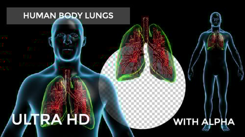 3D Human Lungs Respiratory System Medical Animation