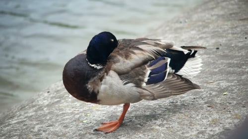 Mallard Duck Preening Feathers on One Leg