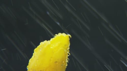 Tulipán amarillo bajo la lluvia girando