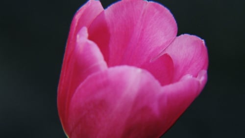 Pink Tulip Blooming Close Up Against Dark Backdrop