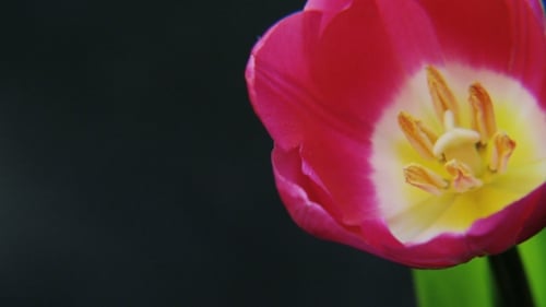 Close Up of Pink Tulip Blooming