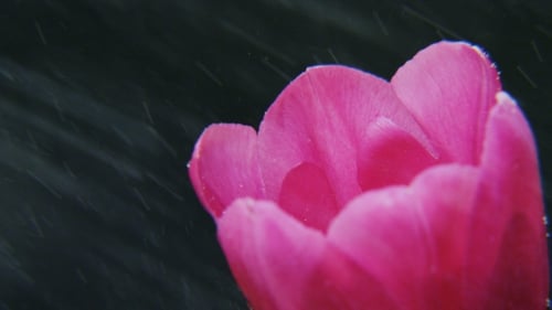 Pink Tulip in Rainfall Close Up