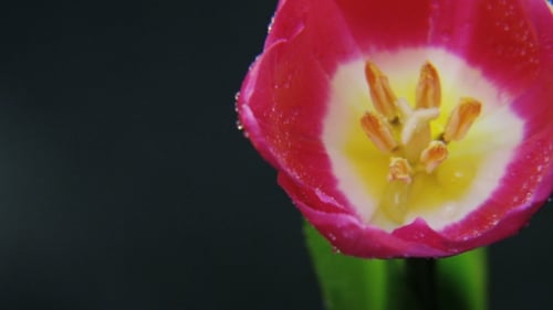 Close up of Pink Tulip in Rain