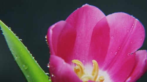 Close Up of a Pink Tulip with Water Droplets