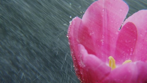 Pink Tulip Flower Receiving Rainfall in Close Up