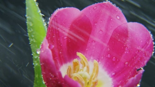Pink Tulip Flower in the Rain Close-up