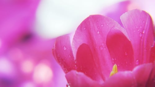 Pink Tulip with Water Droplets Close Up