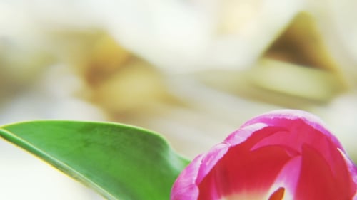 Close-Up of a Pink Tulip Flower with Green Leaf