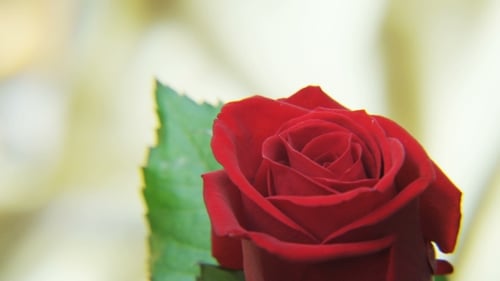 Close-Up of a Velvet Red Rose Flower