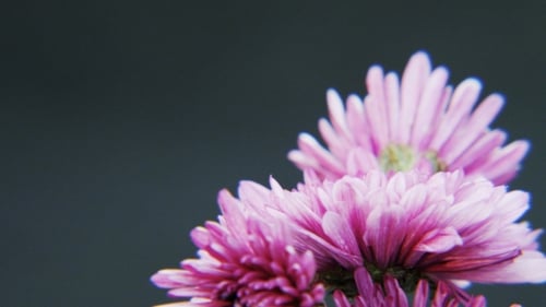 Close Up of Vibrant Pink Flowers